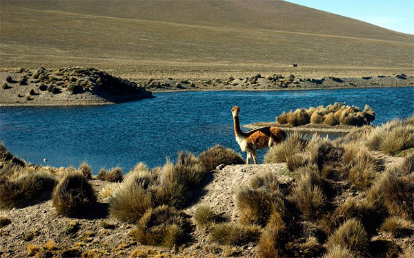 Arequipa Vicuña