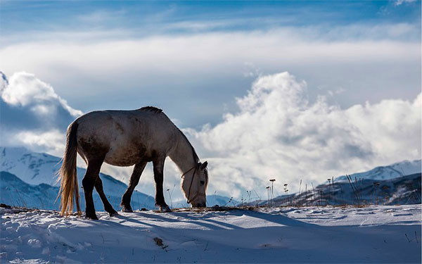 Caballo de Karabaj