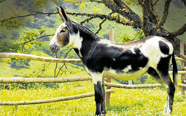Burro, Foto de agronegocio