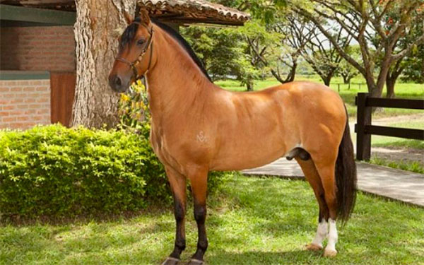 Caballo Criollo colombiano