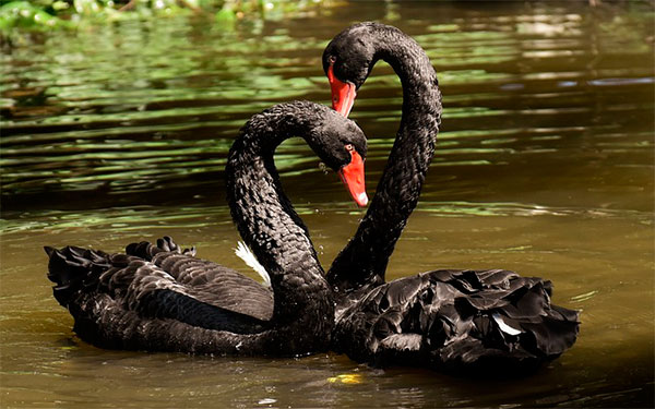 Cisnes Negros, Foto Pixabay Cisnes Negros, Foto Pixabay