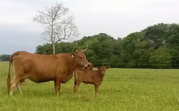 Costeño con cuernos