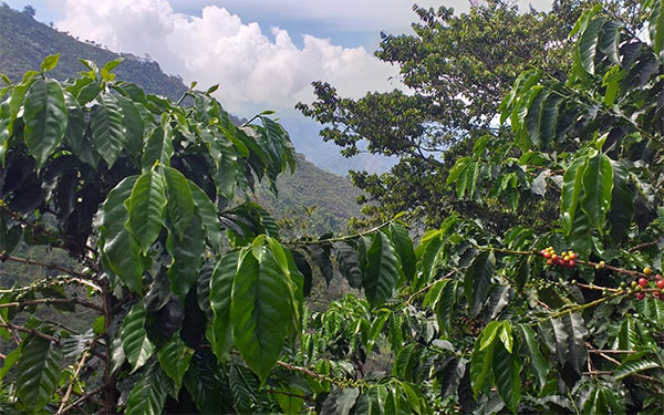 Finca Salazar de Las Palmas