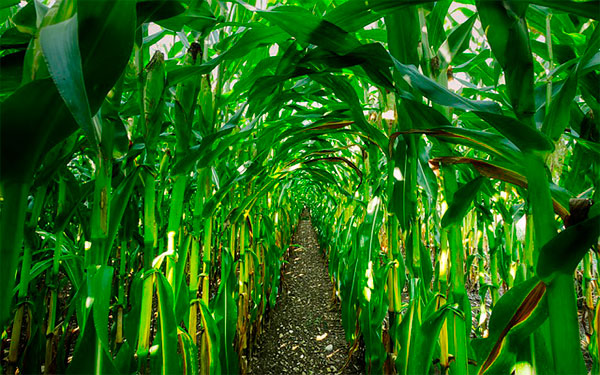 Cultivo de maíz