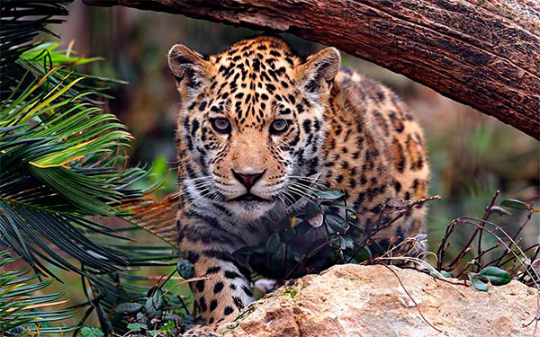 Jaguar en selvas colombianas
