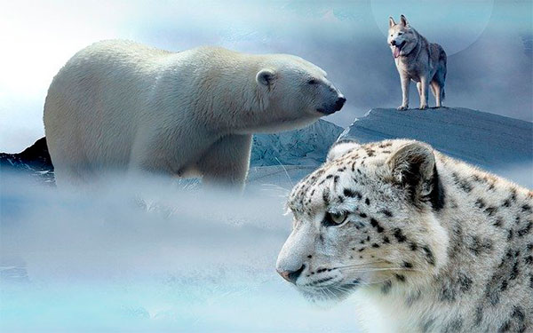 Animales en vía de extinción