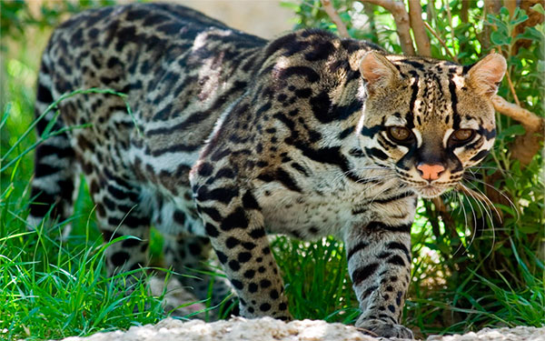 Foto Reinoanimalia.fandom.com