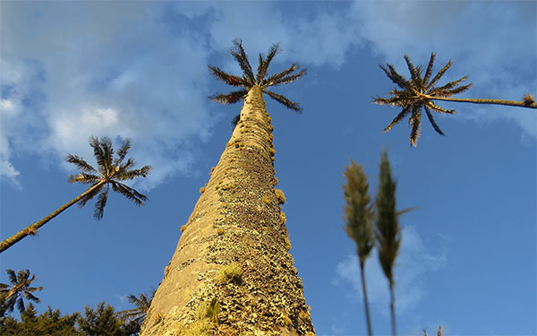 Valle del Cocora