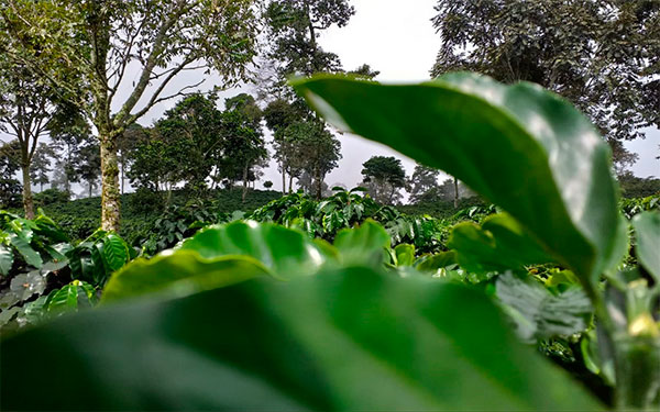Foto Diariolaeconomía.com