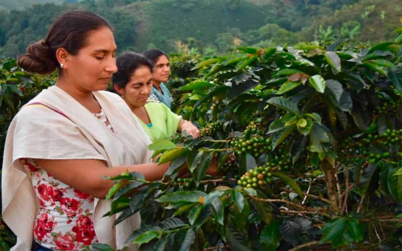 Caficultoras del Tolima