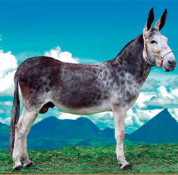 Carolo
