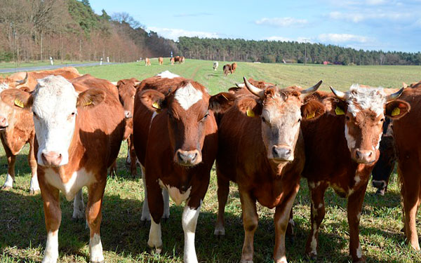 Imagen-de-ceskyfreund36-en-Pixabay