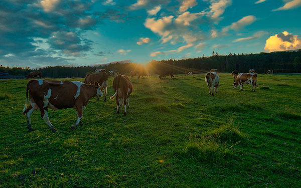 Imagen de Roy Buri en Pixabay