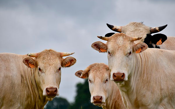 Imagen de JackieLou DL en Pixabay