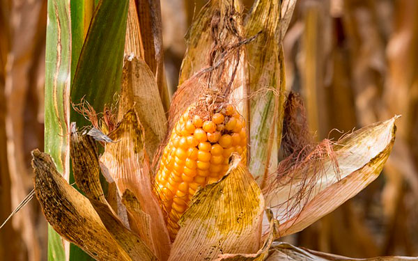 Imagen de minka2507 en Pixabay