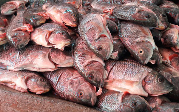 Imagen-de-Heron-Flores-en-Pixabay