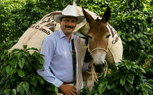 Caficultura rumbo al centenario y a planificar 100 a&ntilde;os m&aacute;s