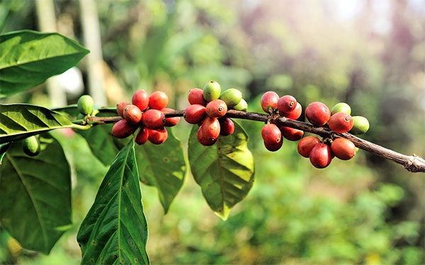 Producci&oacute;n cafetera en Colombia crece 3% al cierre de enero