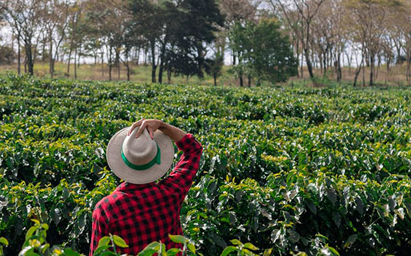 CENICAF&Eacute;: 247 estaciones meteorol&oacute;gicas para la caficultura colombiana