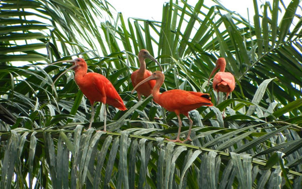 Ley de deforestaci&oacute;n en UE no afecta palmicultura colombiana: Cenipalma