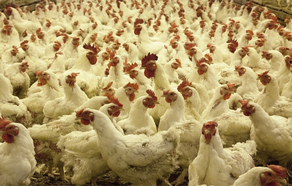 Brasil exportar&aacute; carne de pollo a la India por primera vez