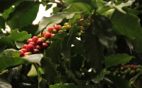 Entregan sobreprecio al caf&eacute; m&aacute;s ex&oacute;tico de Colombia