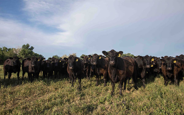 Trazabilidad, fundamental en la alimentaci&oacute;n a partir de la industria ganadera