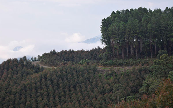 Inseguridad le da madera a red forestal colombiana
