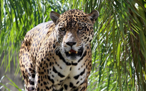 Jaguares: Enigm&aacute;ticos, hermosos, poderosos y tristemente amenazados