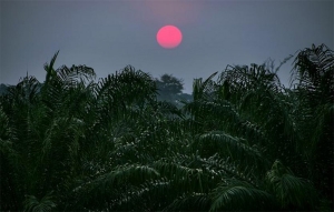 Sigue ausente rentabilidad en agroindustria del aceite: Esp&eacute;rame entre palmeras