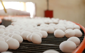 Comprobado, salud y nutrici&oacute;n &oacute;ptimas tienen mucho huevo: Avinal