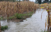 Ma&iacute;z y fr&iacute;jol, los m&aacute;s afectados por las lluvias en el pa&iacute;s