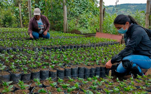 Caficultores reciben reliquidaci&oacute;n por m&aacute;s de mil millones de pesos
