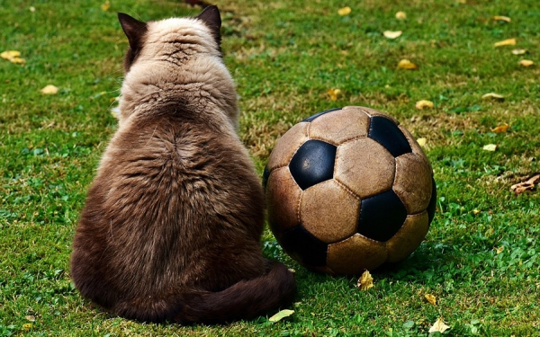 F&uacute;tbol colombiano con todas las de la ley: Por ama&ntilde;amiento caer&aacute; hasta el gato