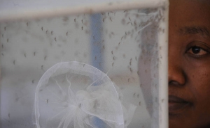 FAO est&aacute; preparada para contribuir en lucha internacional contra el zika