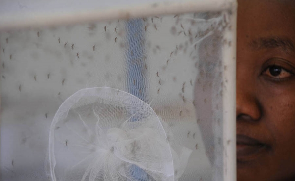 FAO est&aacute; preparada para contribuir en lucha internacional contra el zika