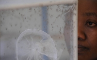 FAO est&aacute; preparada para contribuir en lucha internacional contra el zika