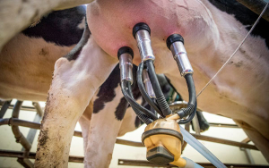 BBVA otorga cr&eacute;dito a Alquer&iacute;a que impactar&aacute; a m&aacute;s de 7.000 proveedores l&aacute;cteos