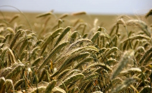 Sector agropecuario lider&oacute; en 2014 las exportaciones de bienes en Uruguay