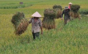 La agricultura basada en los ecosistemas alcanza su madurez
