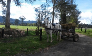 C&aacute;mara de Comercio de Bogot&aacute; impulsa el desarrollo agroindustrial de la regi&oacute;n