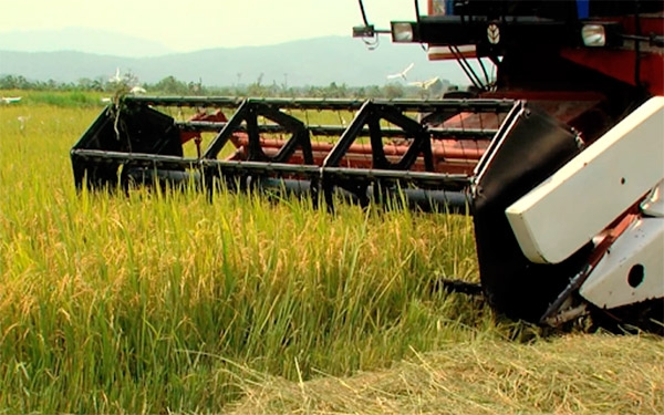 Cosecha arrocera garantiza el cereal que Colombia necesita