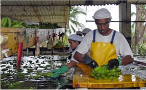 Juventud de Apartado disfruta de la paz con empleo e inclusión