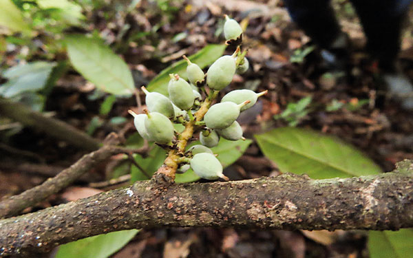 &Aacute;rboles end&eacute;micos en el camino de la extinci&oacute;n