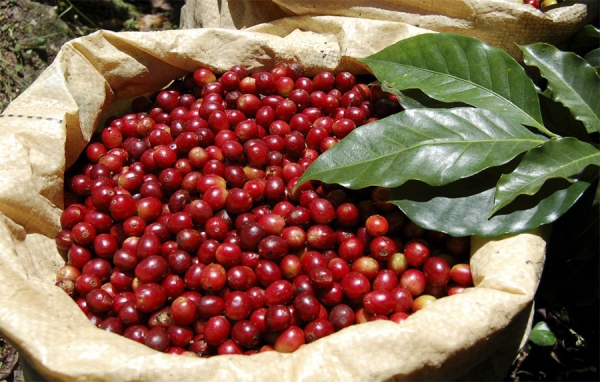 Gobierno anuncia ayudas y cafeteros las agradecen