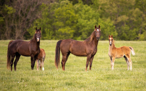 Seguros agr&iacute;colas: tranquilidad, sensatez y competitividad rural