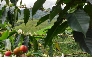 Corea en b&uacute;squeda de alianzas comerciales con el Huila Cafetero