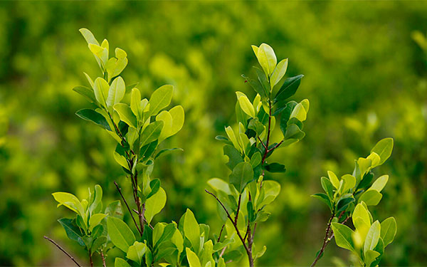 Hoja de coca, la soluci&oacute;n urgente y eficiente en fertilizaci&oacute;n: SENA