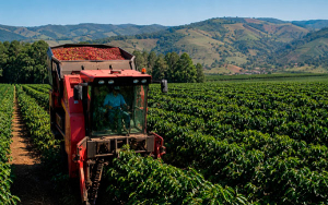Robusta, una oportunidad en bajas alturas: Germ&aacute;n Baham&oacute;n