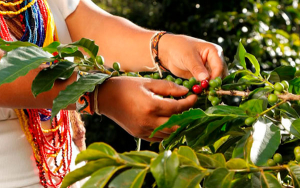 Caficultura espanta, la peor crisis en toda su historia: Aurelio Su&aacute;rez